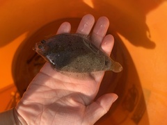 Citharichthys stigmaeus