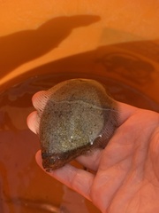 Citharichthys stigmaeus