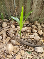 Tracheophyta