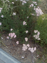 Achillea