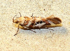Aristotelia elegantella
