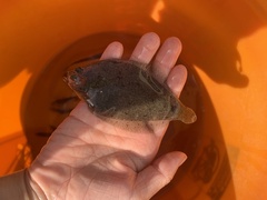 Citharichthys stigmaeus