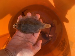 Citharichthys stigmaeus