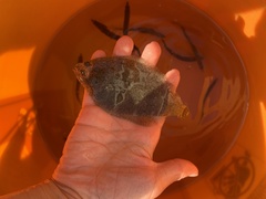 Citharichthys stigmaeus