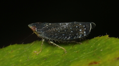 Scaphytopius frontalis