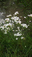Cardamine pratensis