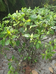 Tracheophyta