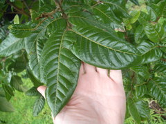 Alectryon excelsus grandis