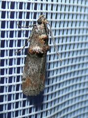 Trachonitis cristella