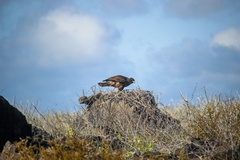 Buteo galapagoensis