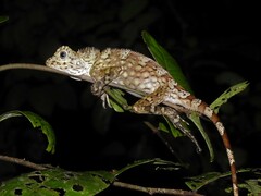 Gonocephalus bornensis