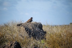 Buteo galapagoensis