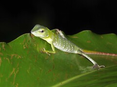 Bronchocela cristatella