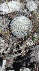Mammillaria pectinifera