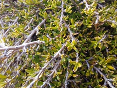 Coprosma cheesemanii