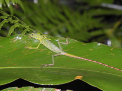 Bronchocela cristatella