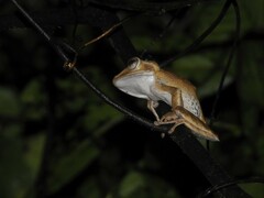 Polypedates otilophus