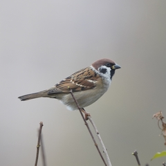 Passer montanus
