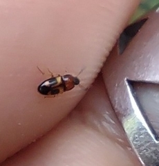 Poecilocrypticus formicophilus