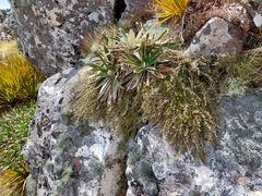 Coprosma cheesemanii