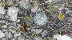 Mammillaria pectinifera