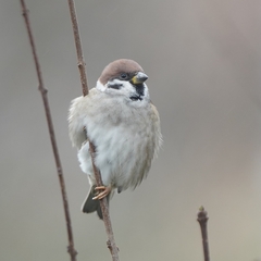 Passer montanus