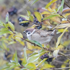 Passer montanus