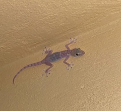 Ptyodactylus hasselquistii