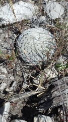 Mammillaria pectinifera
