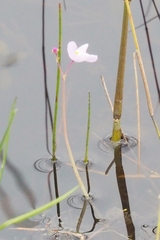 Utricularia purpurea