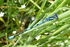 Coenagrion scitulum