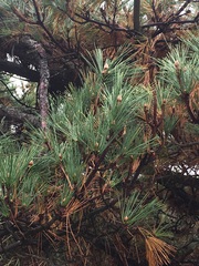 Pinus thunbergii