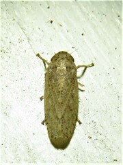 Curtara insularis