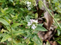 Pycnanthemum verticillatum