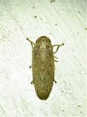 Curtara insularis