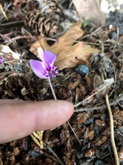 Cyclamen