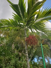 Tracheophyta