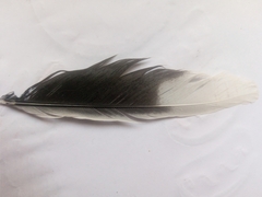 Aves