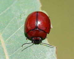 Paropsisterna rufobrunnea