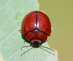 Paropsisterna rufobrunnea