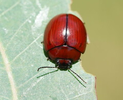 Paropsisterna rufobrunnea