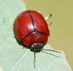 Paropsisterna rufobrunnea