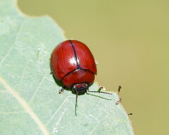 Paropsisterna rufobrunnea