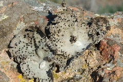 Umbilicaria crustulosa
