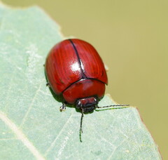 Paropsisterna rufobrunnea