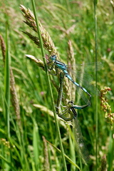 Coenagrion scitulum