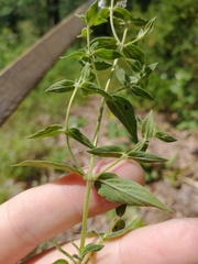 Pycnanthemum verticillatum