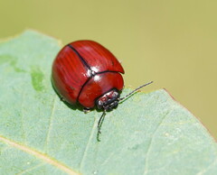 Paropsisterna rufobrunnea