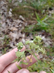 Pycnanthemum verticillatum