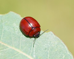 Paropsisterna rufobrunnea